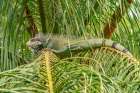 Trinidad. Green iguana in palm tree in Yerette refuge. Art Print